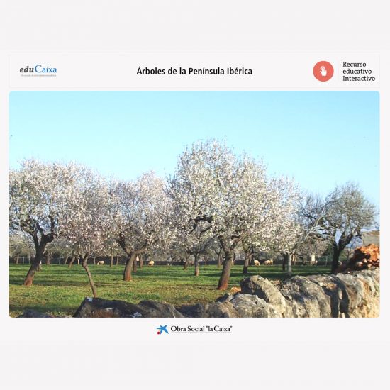 arboles-peninsula-iberica