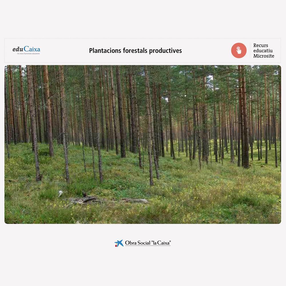 Plantaciones forestales productivas